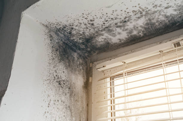 Affordable Hvac And Air Duct Mold Remediation solutions in Bloomington, IL
